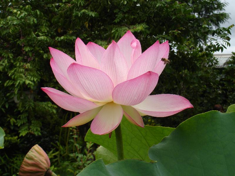 N. Betsy's Chinese Sacred Lotus